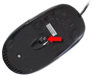 souris_02.jpg